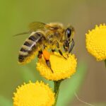 Apteczka homeopatycznej pierwszej pomocy