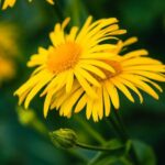 Apteczka homeopatycznej pierwszej pomocy