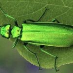 Apteczka homeopatycznej pierwszej pomocy