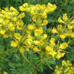 Apteczka homeopatycznej pierwszej pomocy